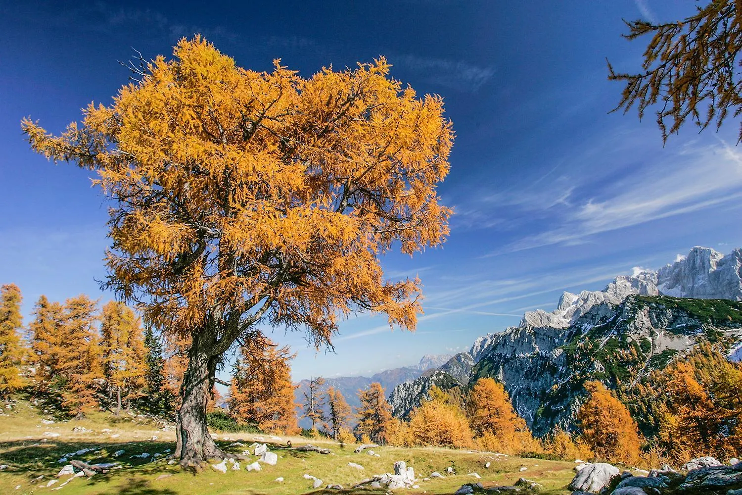 Goldenfields Apartment Kranj Slovenia